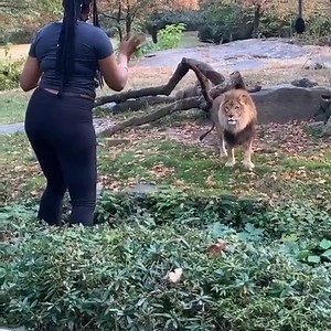 CRAZY! This woman decided to jump a safety barrier at the Bronx Zoo in New York City, wave her hands and do a little dance as a male lion stared her down from just feet away! 🦁🤦 SEE THE FULL VIDEO: https://tinyurl.com/y4a66b2u VIDEO COURTESY: @realsobrino/Instagram | FOX 35 Orlando