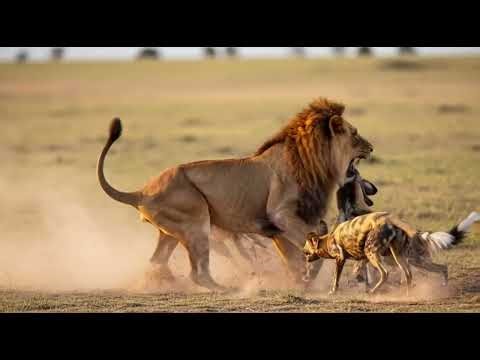 Dangerous Clash | Lion Vs Wild Dogs— Incredible Wildlife Fights | Animal Documentary Family Survival