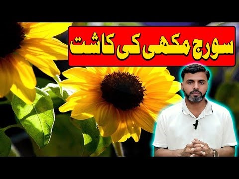 Complete Sunflower Cultivation Guide | Best Sowing Time, Seed Rate, Fertilizer & Pest Control