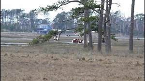 2K views · 104 reactions | spring roundup | Identifying Chincoteague Ponies Website | Facebook