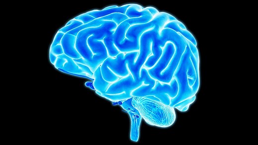 Your Amazing Brain