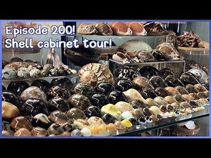 Shell Cabinet Tour! What Seashells Have I Collected? (Episode 200) #shells