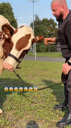 #animals #chiropractic #asmr | Animaux en Folie