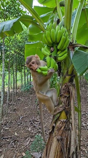 She got lost in the forest and was helped by a monkey 🐒 #survival #bushcraft #camping
