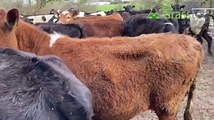 30 JEX AI Sired Maiden Heifers (520 kgs/MS) This group are coming from a milk recorded herd producing almost 5900ltrs of milk with Fat and Protein percentages averaging 4.76% and 3.84% respectively. https://www.grasstecgroup.com/livestock-available/30-jex-ai-sired-maiden-heifers-520-kgs-ms/ | Grasstec
