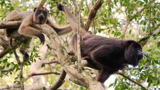 What makes some animals far louder than others