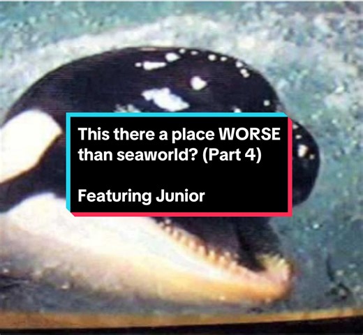Part 4 where I yap about Marineland Canada, mostly about Junior. VC: Ontario captive animal watch, OldSchoolOrcas Pc: inherently wild #orca #killerwhale #seaworld #marinebiology #blackfish