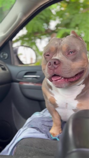 Uno spots a bird 🐦 then stops to give hugs 🤗❤️ This dog is a trip.. he starts his day off by hugging my wife and I. He’s so smart, he can open doors and let all the dogs out (last week) He learns commands almost immediately and any time anyone wants affection just say “give love?” Uno will come running ready for anyone that’s accepting hugs 🤗❤️ #Venomline #RockKalibur #Uno #pocketbully #americanbully #americanbully_oficial #dogoftheday #instadog #doglover #dogstagram #doglovers #doglife #abkc