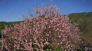 Sakura buds opened into beautiful flowers at the foot of Mount Fuji Cherry tree Delicate buds and petals of beautiful pink flowers on the background of the Volcano Drone shot 4K