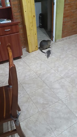 Gatos y Ratones: Videos Divertidos y Épicos