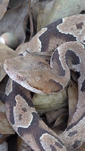 Will Robertson on Instagram: "Here is an assortment of copperheads and a canebrake (timber) rattlesnake that we found during an epic day in Alabama this fall with @alabamaherping and @nkfherping. Always enjoy observing these snakes from a safe distance! #snakes #reptiles #nature #wildlife #critters #creatures #animals #herping #satisfying #fyp #asmr #rattlesnake #copperhead #venomous #viper #farm #timberrattlesnake"