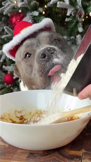 Gingerbread cookies for dogs recipe 🍪 #DogRecipes #DogTreats #BullyBreeds #Dogs #dogshorts