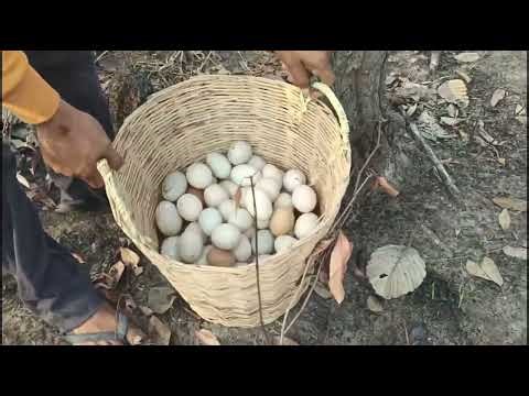 Wow wow! Pick lots of duck eggs near the water's edge, picking the best ones by hand