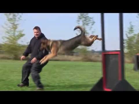 Fully Trained IPO3 female German Shepherd - superb protection, obedience, and agility