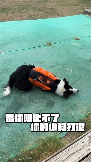 既然阻止不了⋯⋯就讓他滾得開心吧😍 反正旁邊就可以洗澡你們說是不是😇 by放棄抵抗的老母親 #邊境牧羊犬 #狗狗日常 #可愛狗狗 #毛孩日常 | 布哩狗勾 Buri.gogo