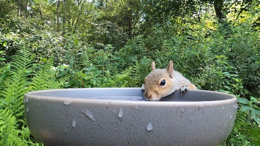 17K views · 1K reactions | Listen to this little squirrel drinking | Critter Cam | Facebook