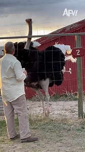 This would make me feel so special 🤩 #afv #funnyvideos | America's Funniest Home Videos