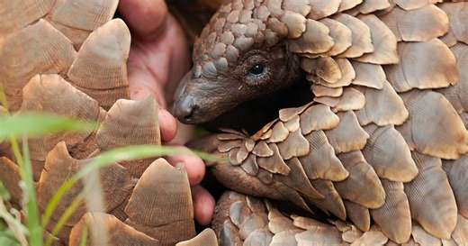 Netflix Documentary Focuses on the Photographer Who Saved a Baby Pangolin