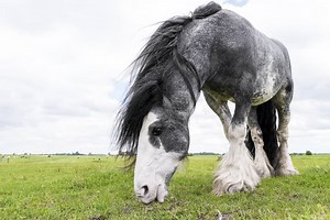 Dutch Draft Horse: Care, Cost & History ([current_year]) | Horses Only