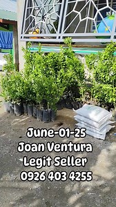2.6K views · 26 reactions | Pasabay na po kau  Free delivery Luzon selected area Visayas and Mindanao+sf po via LBC #COD #COP #plants #MoreBuyers #LEGITONLINESELLER #everyonehighlightsfollowers Pm or call 0926 403 4255 Location Guimba Nueva Ecija | Joan Ventura | Facebook