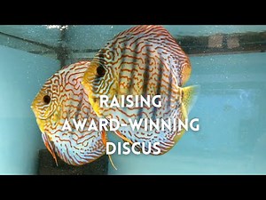 Raising Award-Winning Discus