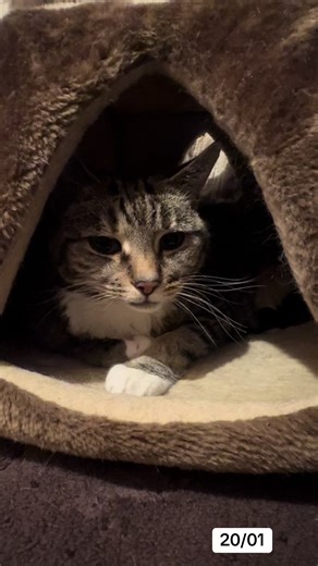 Charley the cat, elderly senior tabby - Charley in her pyramid bed #cats #cutecatsoftiktok #catlovers #tabbycat #cutecats