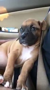 Sweetest thing ever 💙❤️💙💙❤️💙 #boxermom: Tammy Nichols Watts --------------------------- ★ Best Selling Boxer T-shirts: https://goo.gl/1TXhKq | OH MY BOXER