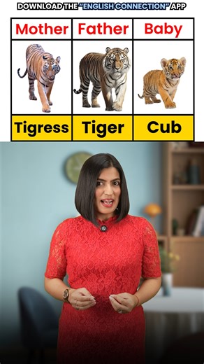 English Connection on Instagram: "Animal Family Vocabulary 🐾 Male, Female & Their Babies' Names Download English Connection app from the Google Play Store. #animalfamily #maleanimals #babyanimals #englishconnection #kanchankeshari #englsihvocabulary"
