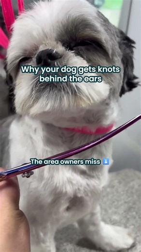 Why your dog gets knots behind the ears! #shorts