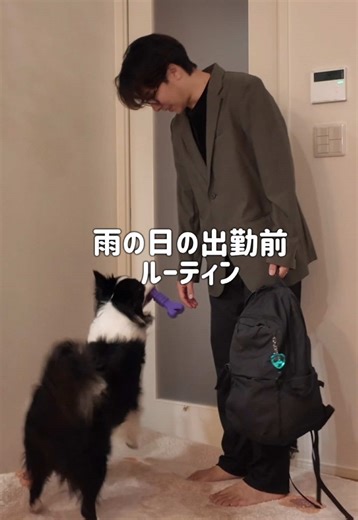 社畜の僕はお留守番を長時間にさせてしまっています。 それでも朝の散歩時間は絶対死守したい。 だけどあいにくの雨☔ 家の中でできる限り遊んであげたいのに 毎朝の定期連絡が地味に時間がかかる、、 今日はその時間を効率化して たくさん遊べた！ また一つ、ロアとの時間が作ることができた！ もっと効率化して一緒にいようね💪 #PR#manus #ai #社畜#ボーダーコリー