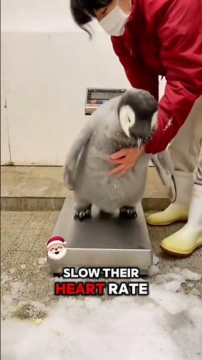 Emperor Penguins Dive Deeper Than Submarines