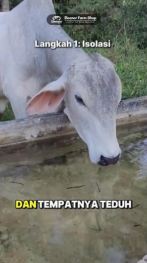 Peternak harus tahu Cara Penanganan Pertama Saat Hewan Ternak Alami Demam! Simak sampai habis!