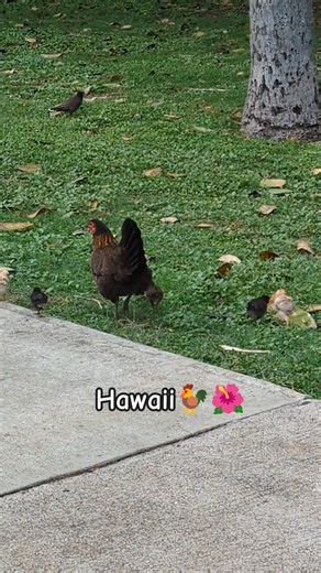 Hawaii Chicken with Baby Chicks #hawaii #chickens #birds #animals #ambiance #shorts