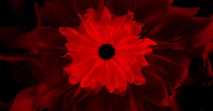 A Circular and Colorful Waves of Flower Petals That Creates a Mesmerizing Dance of Motion