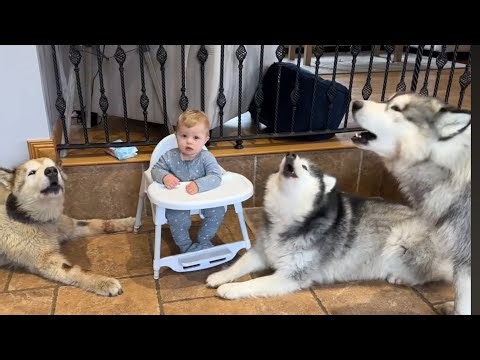 Guaranteed To Make Your Husky Howl! Adorable Baby Is So Confused!!