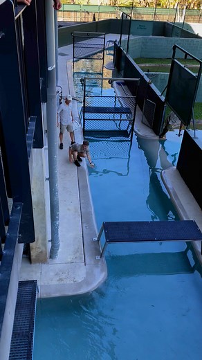 6.5M views · 67K reactions | Some more of Robert doing his thing at Australia Zoo today. | The Reptile Bloke | Facebook