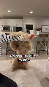 6M views · 82K reactions | My dog’s bedtime routine is better than mine ‍♀️ #dogs #bedtimeroutine #goldendoodle #dogmom | Me • My Doods • and • I | Facebook