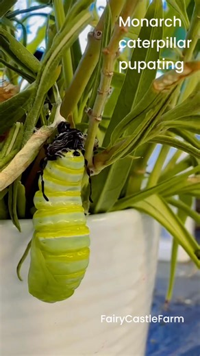 5.1K views · 213 reactions | This fully grown caterpillar (pupae)...
