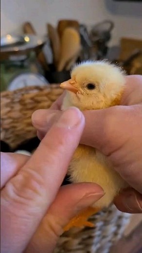 Élever des poussins de A à Z