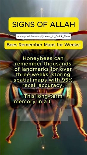 Signs of ALLAH | Honeybees Remember Maps for Weeks! #allah #learn #Miracle #Divine #GPS