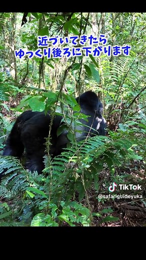 ゴリラ大接近: クレイジージャーニーサファリの魅力
