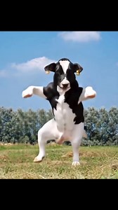 Cow Funny Dance 🦬🤣#CowVideo #BuffaloVideo #CowSounds #BuffaloSounds #funny #shorts #cow | Cow House