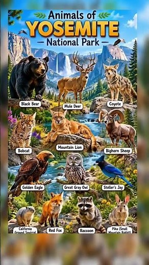 Yosemite National Park California | Animals Found in Yosemite National Park. American National Parks