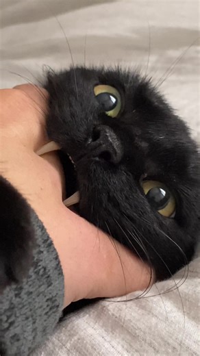 Cat Fangs: The Cutest and Spookiest Trend