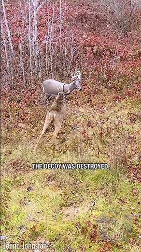 🦌 Epic Deer Encounter: Victory Dance Over My Decoy!