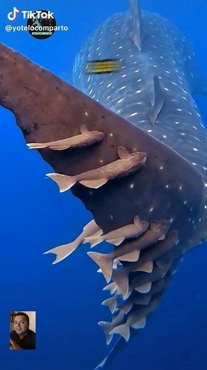 Tiburón Ballena y Sus Rémoiras: Un Viaje Salvaje
