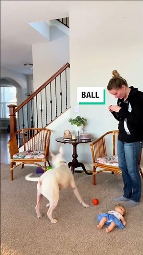 Signing with my Deaf Dog 🤟🐾