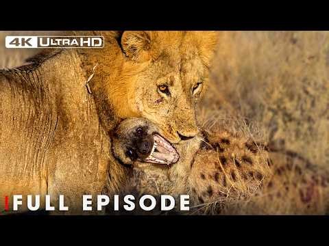 Survival in Africa's Deadliest Arena(Full Episode) | Savage Kingdom | Nature Animal Documentary
