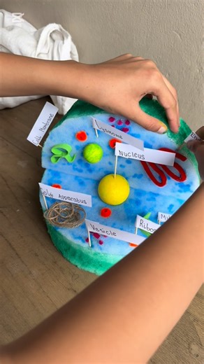 Aysha Ahmed Yusuf on Instagram: "Bringing science to life, one cell at a time! 🧬💡 In this one-on-one tutoring session, my grade 7 student and I created a 3D animal cell model that was both fun and educational! 🎨 #trending #fyp #viral #trendingreelsvideo #reels"