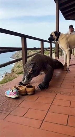 Giant Lizard Enters the Balcony – Unbelievable Scene